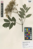 Sambucus nigra ssp. canadensis image