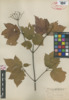 Viburnum acerifolium image