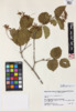 Viburnum recognitum image