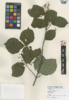 Viburnum dentatum image