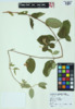 Lonicera japonica image