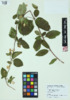 Lonicera japonica image