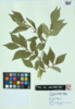 Lonicera maackii image