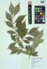 Lonicera maackii image