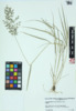 Eragrostis cilianensis image