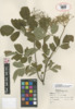 Sambucus nigra ssp. canadensis image