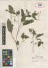 Impatiens capensis image