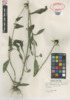 Rudbeckia hirta var. pulcherrima image