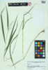 Elymus hystrix image