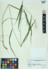 Elymus hystrix image