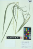 Elymus hystrix image