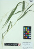 Elymus hystrix image