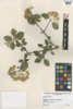 Viburnum prunifolium image