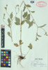 Geum canadense image