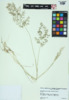 Eragrostis cilianensis image