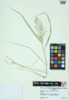 Eragrostis cilianensis image