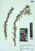 Salix discolor image