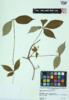 Parthenocissus quinquefolia image