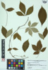 Parthenocissus quinquefolia image