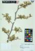 Ulmus americana image