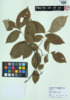 Ulmus americana image