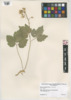 Cardamine diphylla image