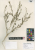 Lepidium campestre image