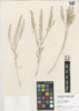 Lepidium virginicum image