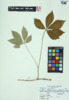 Parthenocissus quinquefolia image