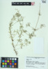 Galium album image