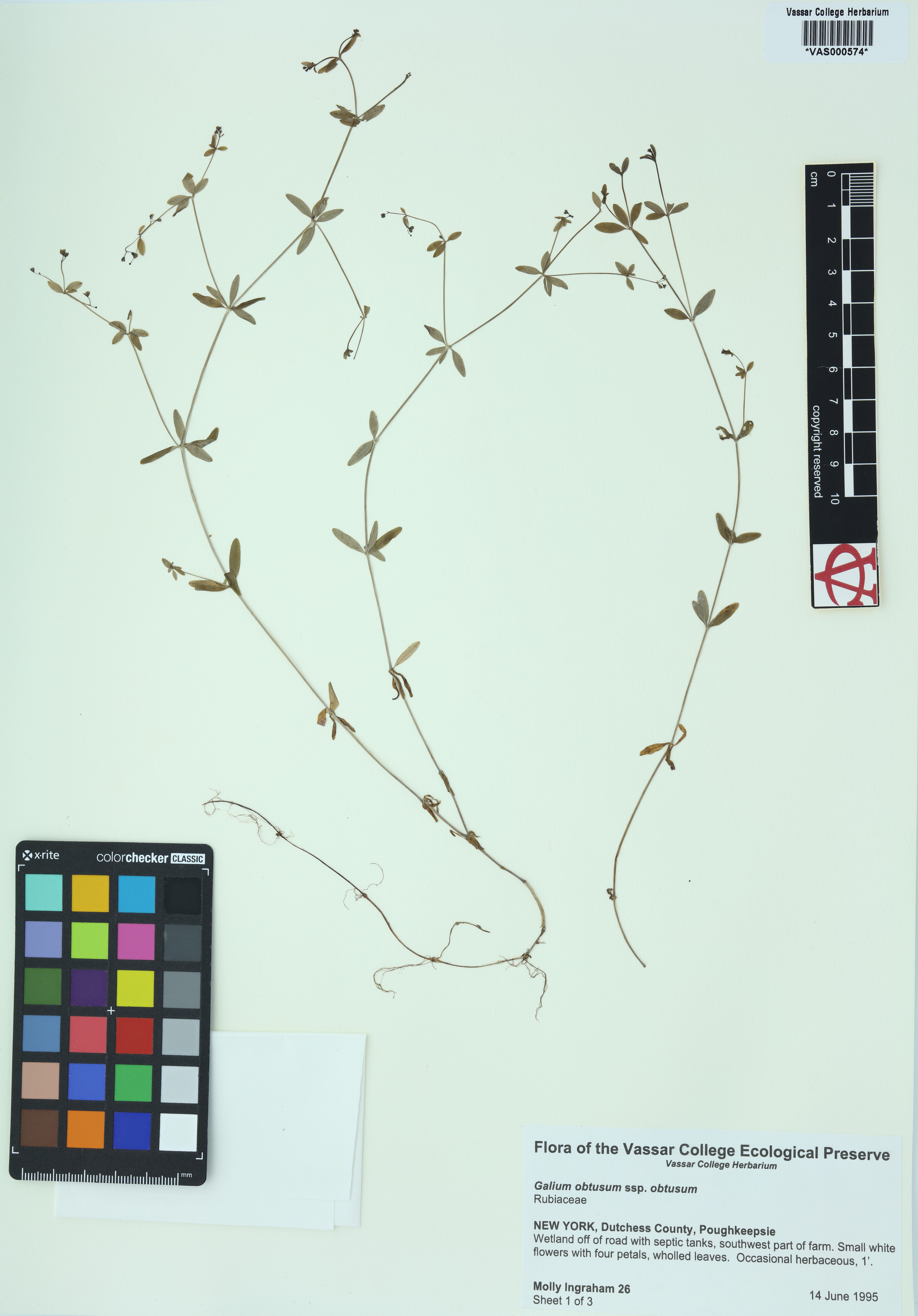 Galium obtusum ssp. obtusum image