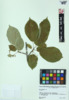 Prunus avium image