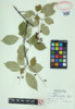 Prunus serotina image