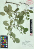 Prunus pensylvanica image
