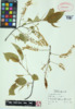 Prunus serotina image