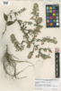 Symphyotrichum cordifolium image