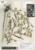 Symphyotrichum pilosum var. pilosum image