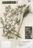 Symphyotrichum pilosum var. pilosum image