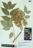 Ailanthus altissima image