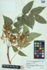 Ailanthus altissima image