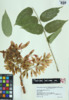 Ailanthus altissima image