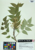 Ailanthus altissima image