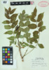 Ailanthus altissima image