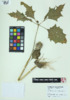 Datura stramonium image