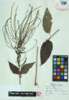 Solanum dulcamara image