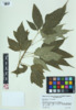 Acer negundo var. negundo image