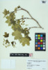 Acer platanoides image