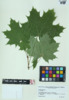 Acer platanoides image