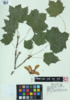 Acer platanoides image