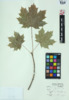 Acer saccharum image